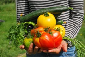 vegetable garden