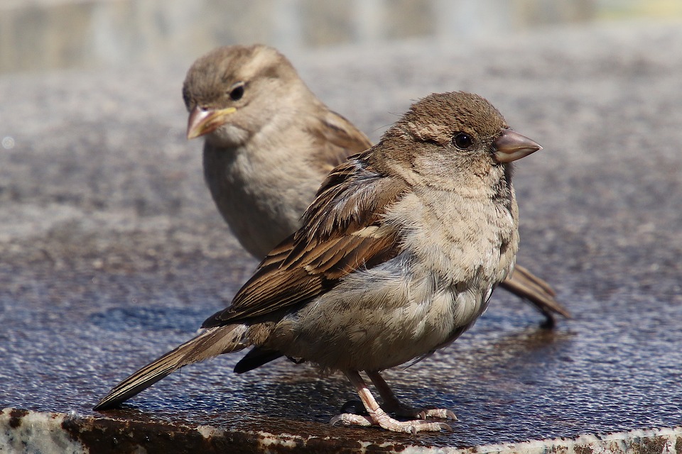 sparrows